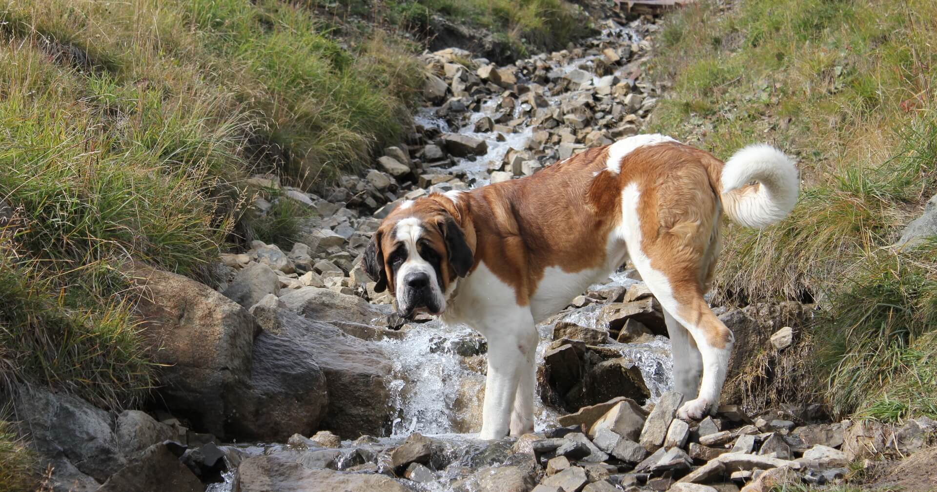 Ferienwohnung Südtirol mit Hund, Pool und Frühstück