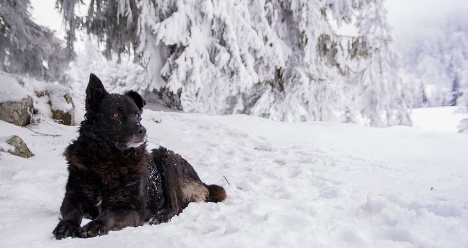 Intensivtraining mit Hund in Südtirol