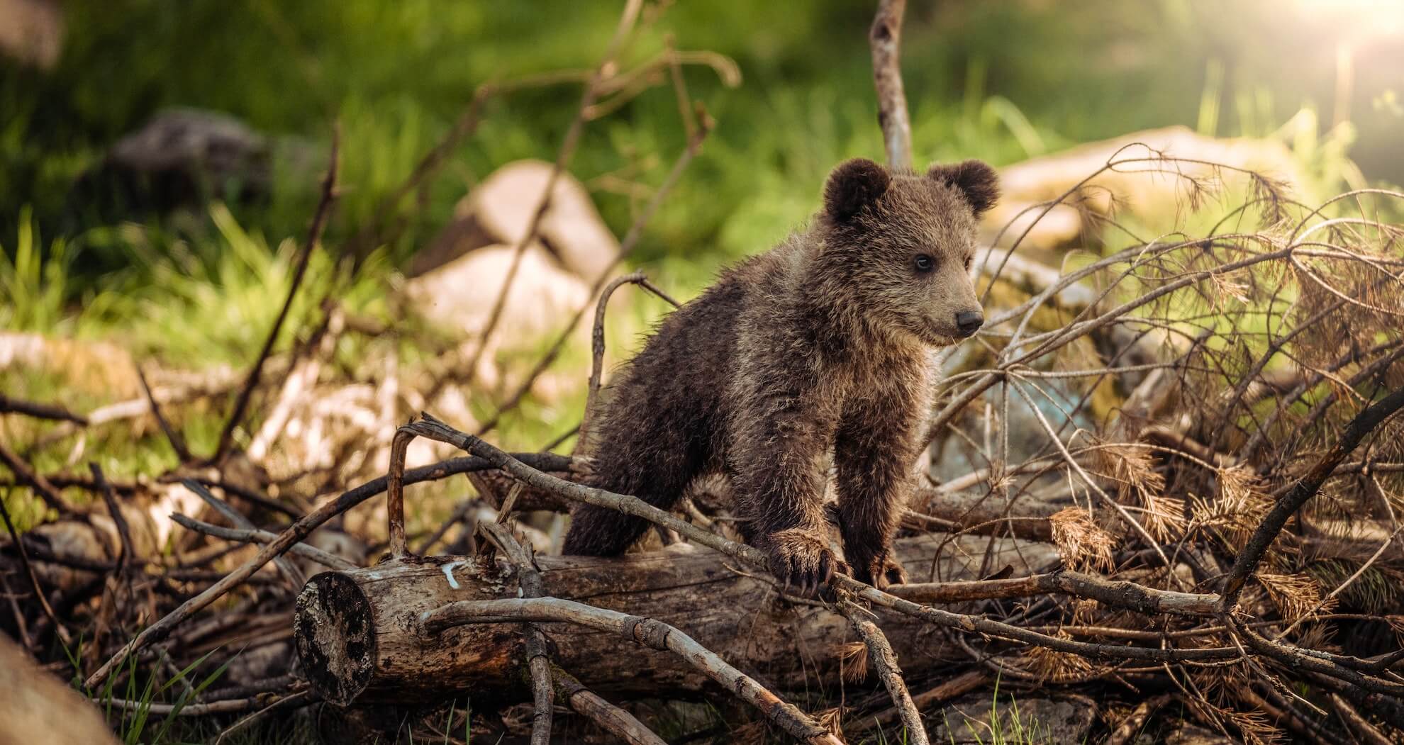 Bär in Südtirol Bär in Südtirol