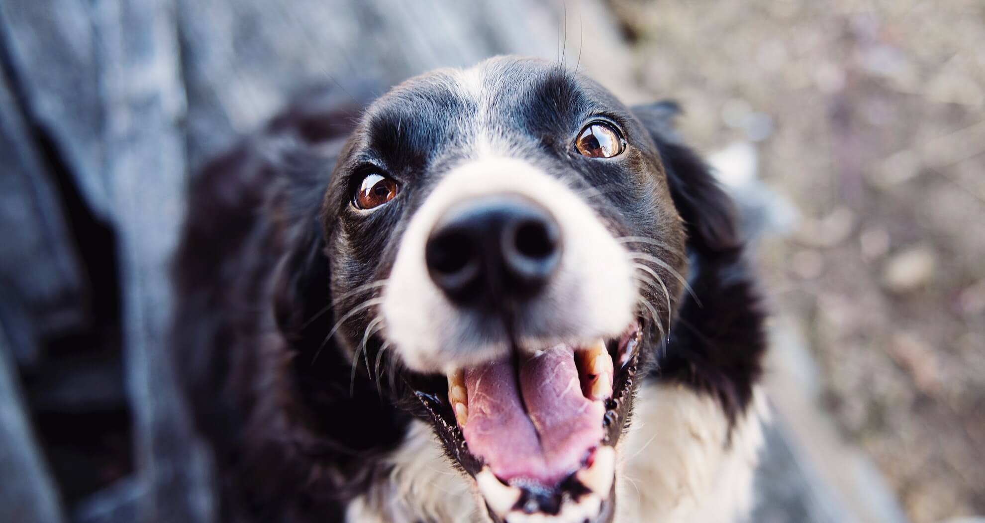 Eingezäunte FeWo in Südtirol für Hund