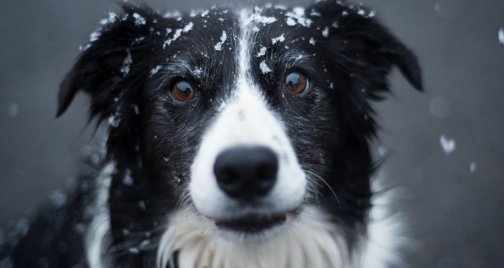 Mit Hund in den Schnee