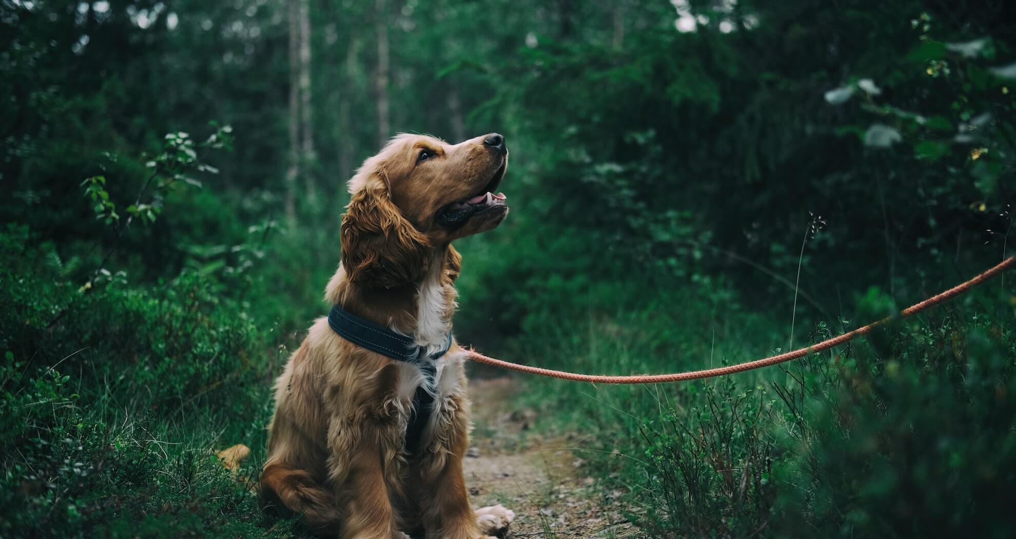 Mit dem Hund nach Südtirol