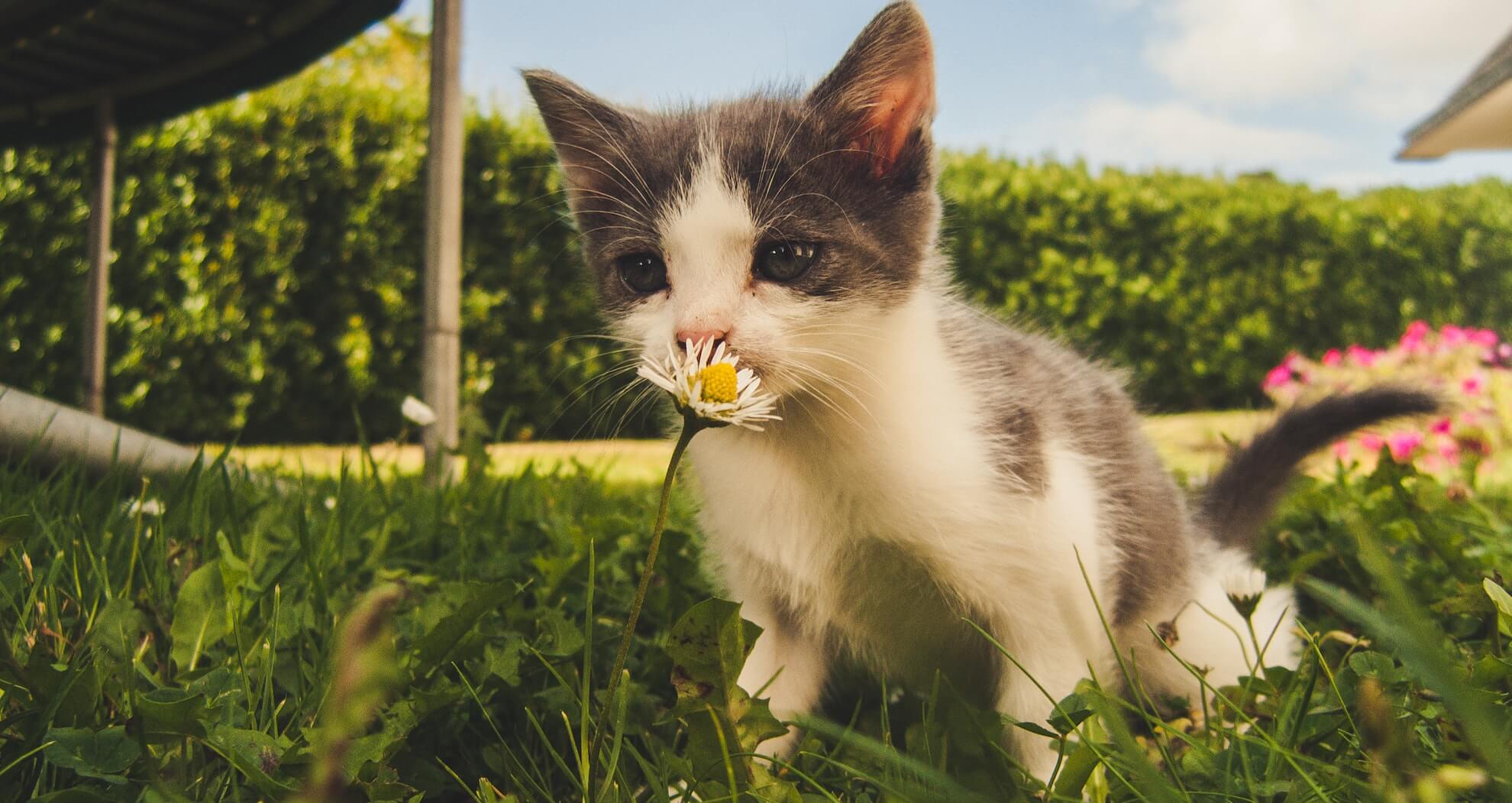 Apartement mit Katze buchen