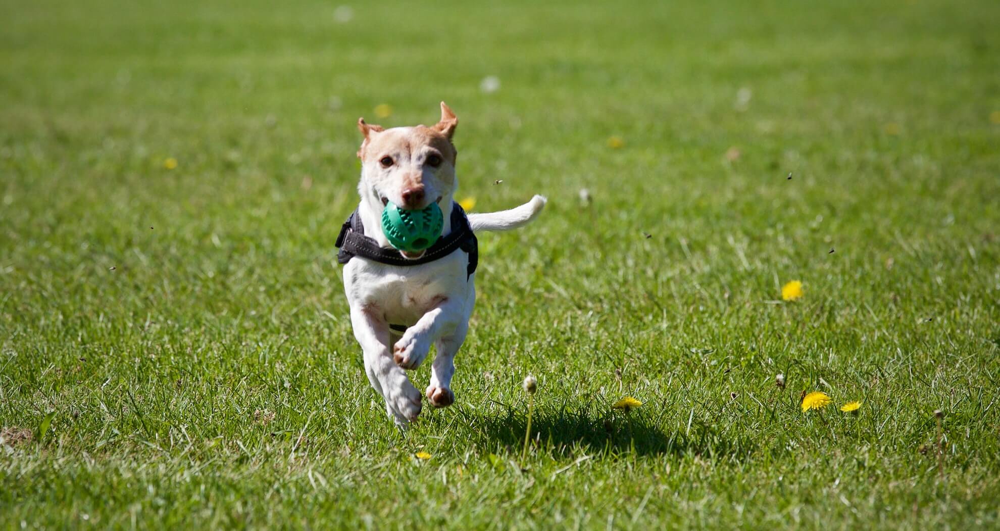 Hund und Mensch