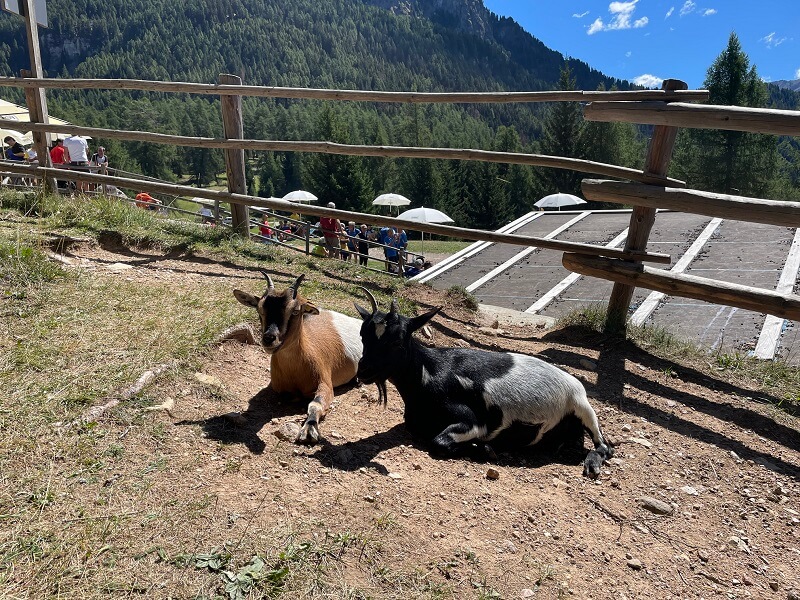 Ziegen auf der Alm