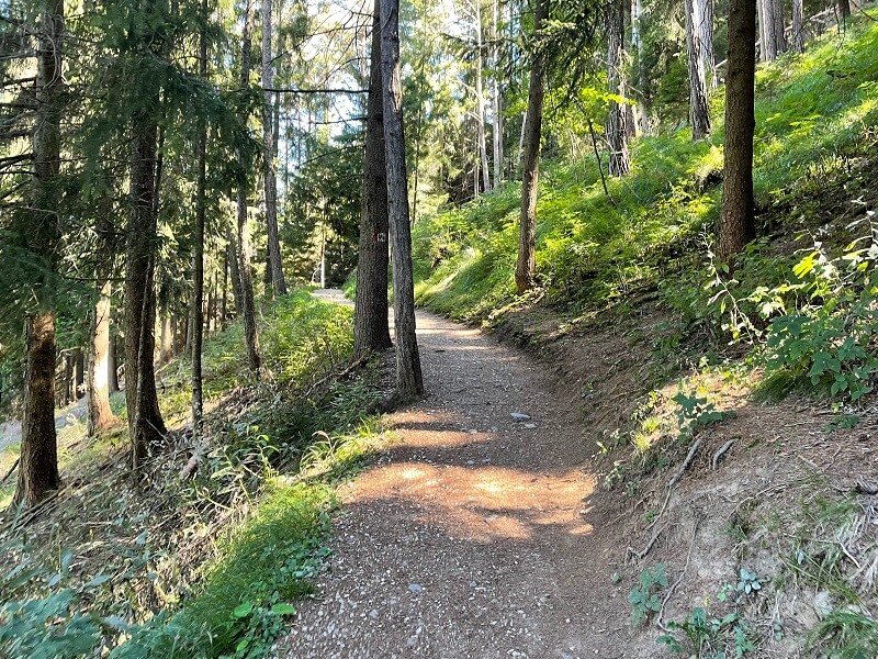 Wanderung durch den Wald